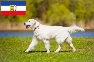 Read more about the article Golden Retriever breeders and puppies in Schleswig-Holstein