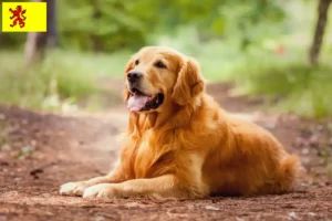 Read more about the article Golden Retriever breeders and puppies in South Holland