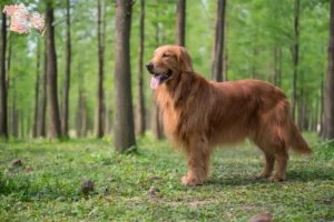 Read more about the article Golden Retriever breeders and puppies in Syddanmark