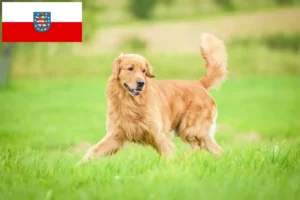 Read more about the article Golden Retriever breeders and puppies in Thuringia