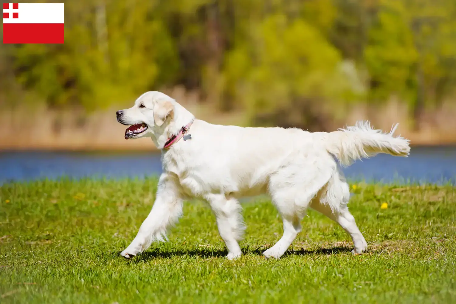 Read more about the article Golden Retriever breeders and puppies in Utrecht