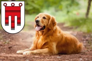 Read more about the article Golden Retriever breeders and puppies in Vorarlberg