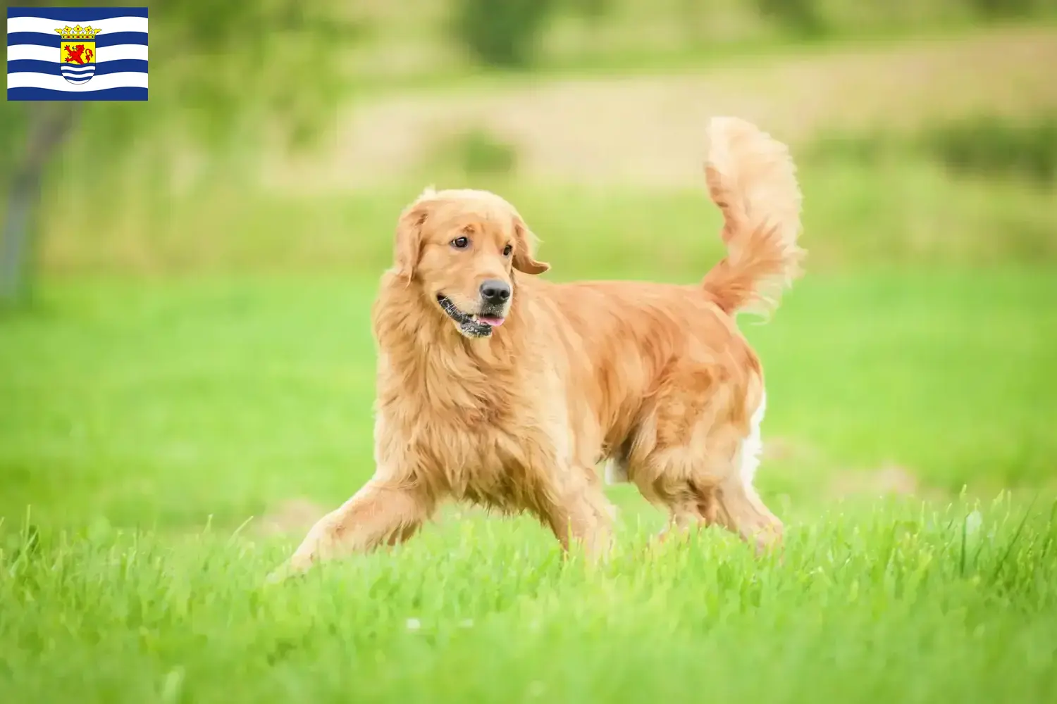 Read more about the article Golden Retriever breeders and puppies in Zeeland