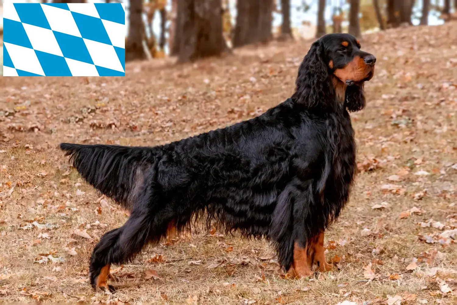 Read more about the article Gordon Setter breeders and puppies in Bavaria