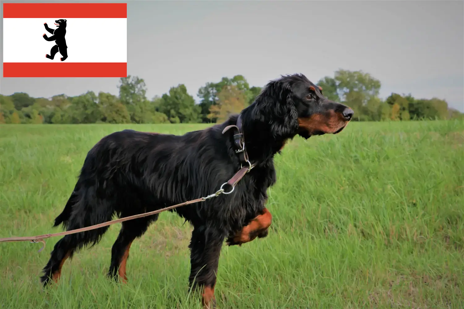 Read more about the article Gordon Setter breeders and puppies in Berlin