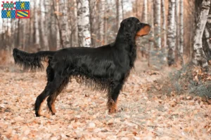 Read more about the article Gordon Setter breeders and puppies in Bourgogne-Franche-Comté