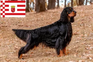 Read more about the article Gordon Setter breeders and puppies in Bremen