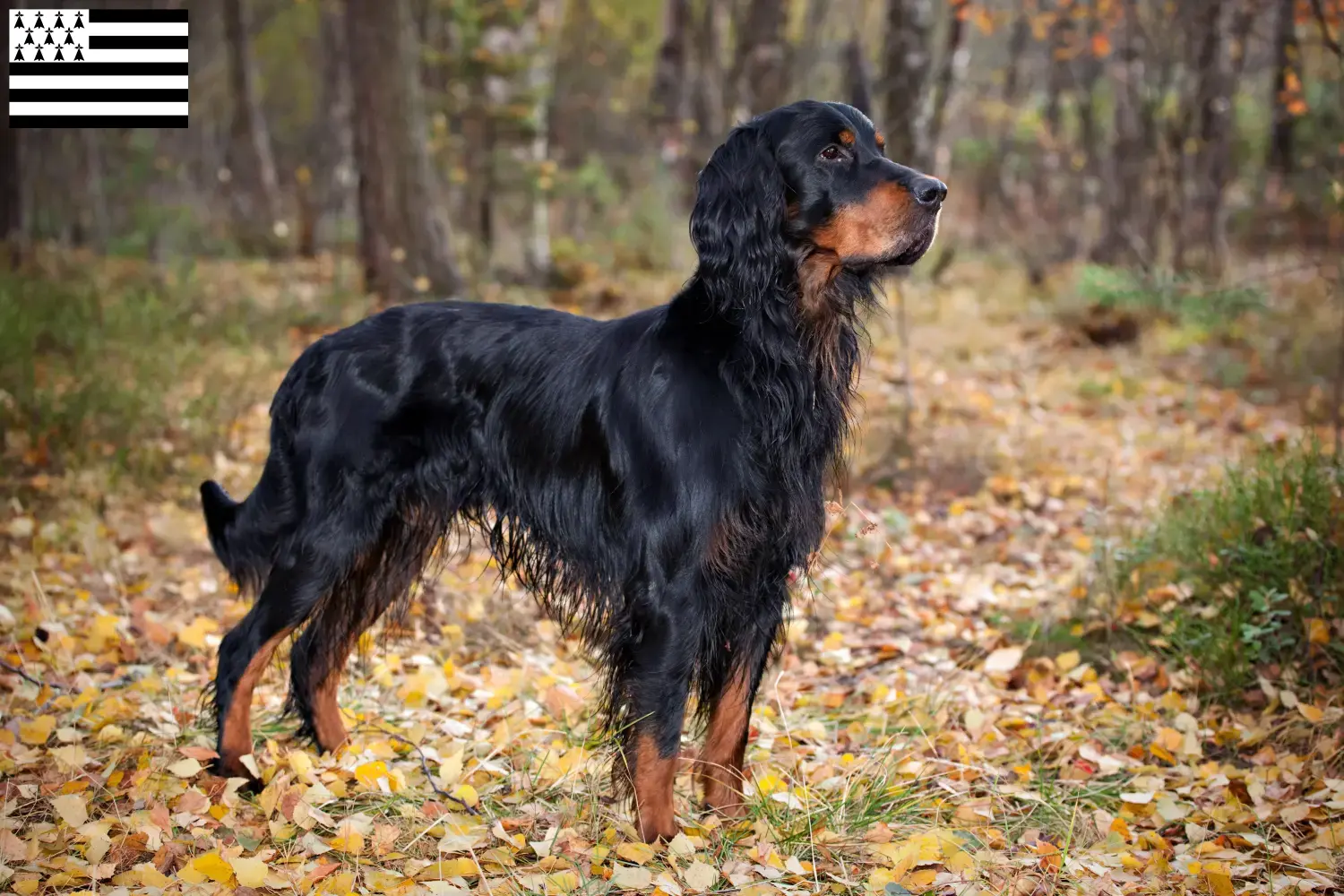 Read more about the article Gordon Setter breeders and puppies in Brittany