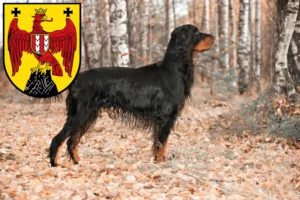 Read more about the article Gordon Setter breeders and puppies in Burgenland