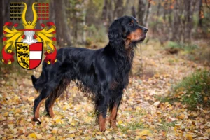 Read more about the article Gordon Setter breeders and puppies in Carinthia