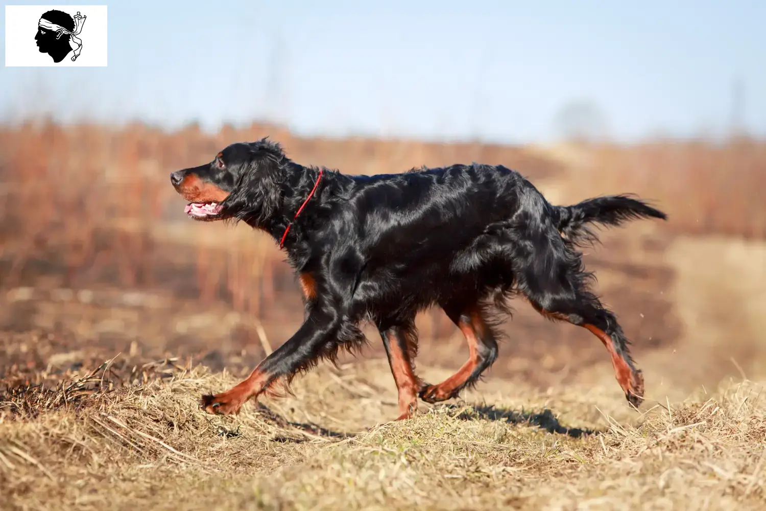 Read more about the article Gordon Setter breeders and puppies in Corsica