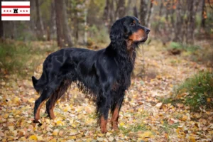 Read more about the article Gordon Setter breeders and puppies in Drenthe