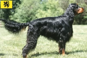 Read more about the article Gordon Setter breeders and puppies in Flanders