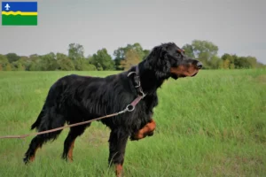 Read more about the article Gordon Setter breeders and puppies in Flevoland