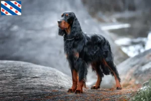 Read more about the article Gordon Setter breeders and puppies in Friesland