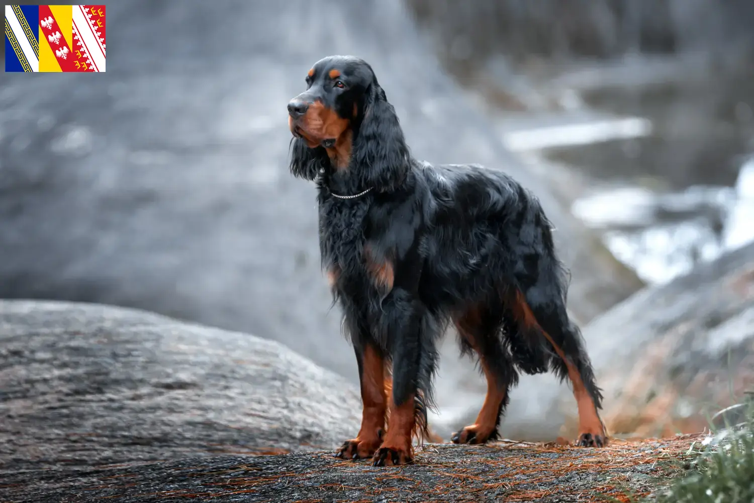 Read more about the article Gordon Setter breeders and puppies in Grand Est