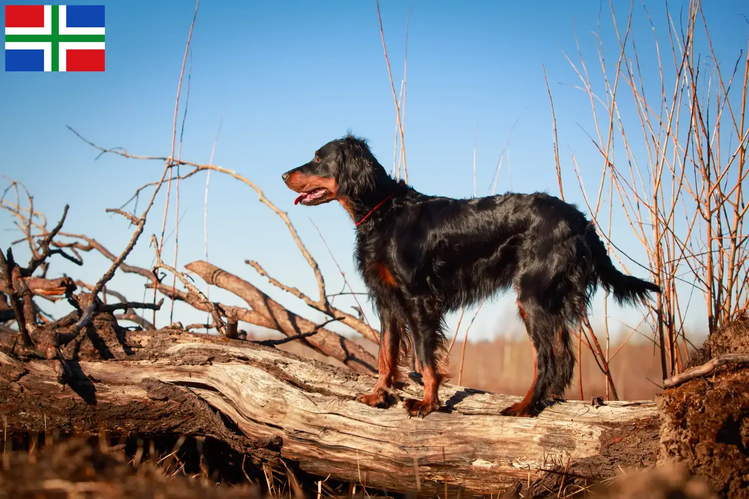 Read more about the article Gordon Setter breeders and puppies in Groningen