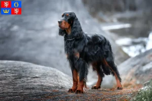 Read more about the article Gordon Setter breeders and puppies in Hradec Králové