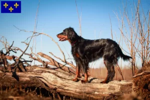 Read more about the article Gordon Setter breeders and puppies in Île-de-France