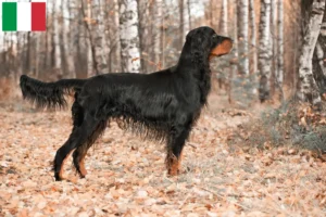 Read more about the article Gordon Setter breeders and puppies in Italy