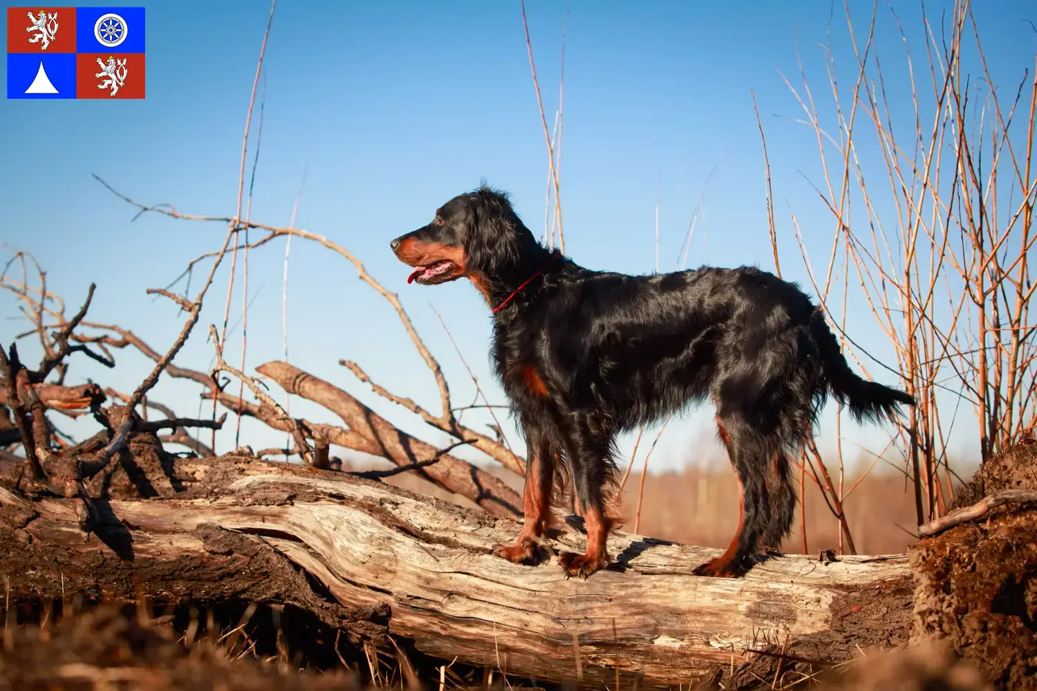 Read more about the article Gordon Setter breeders and puppies in Liberec