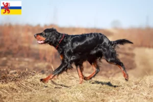 Read more about the article Gordon Setter breeder and puppies in Limburg