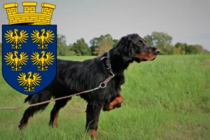 Read more about the article Gordon Setter breeders and puppies in Lower Austria