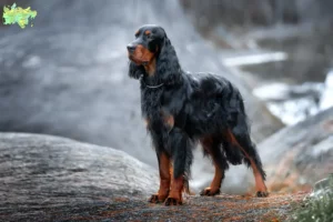 Read more about the article Gordon Setter breeders and puppies in Midtjylland