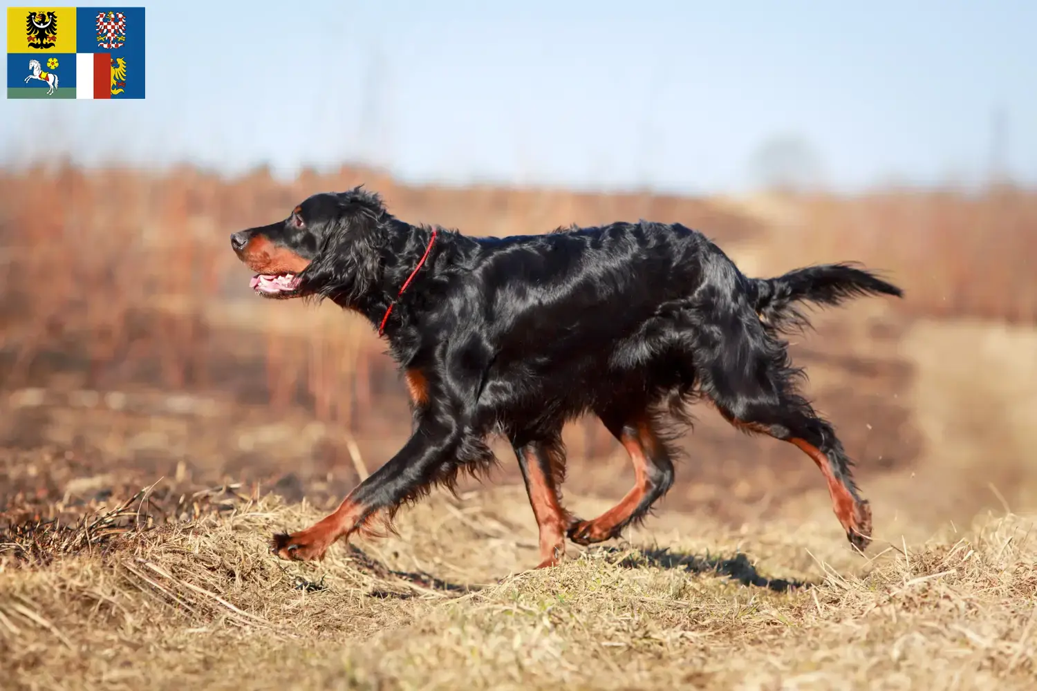 Read more about the article Gordon Setter breeders and puppies in Moravia-Silesia