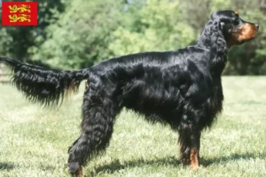 Read more about the article Gordon Setter breeders and puppies in Normandy