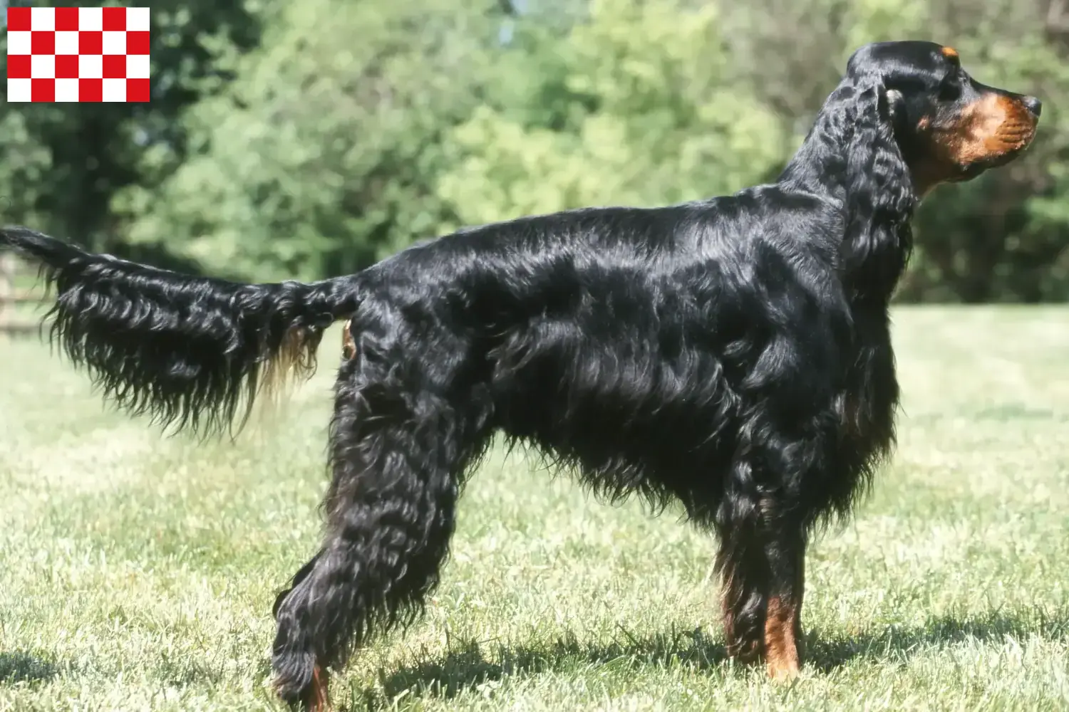 Read more about the article Gordon Setter breeders and puppies in North Brabant