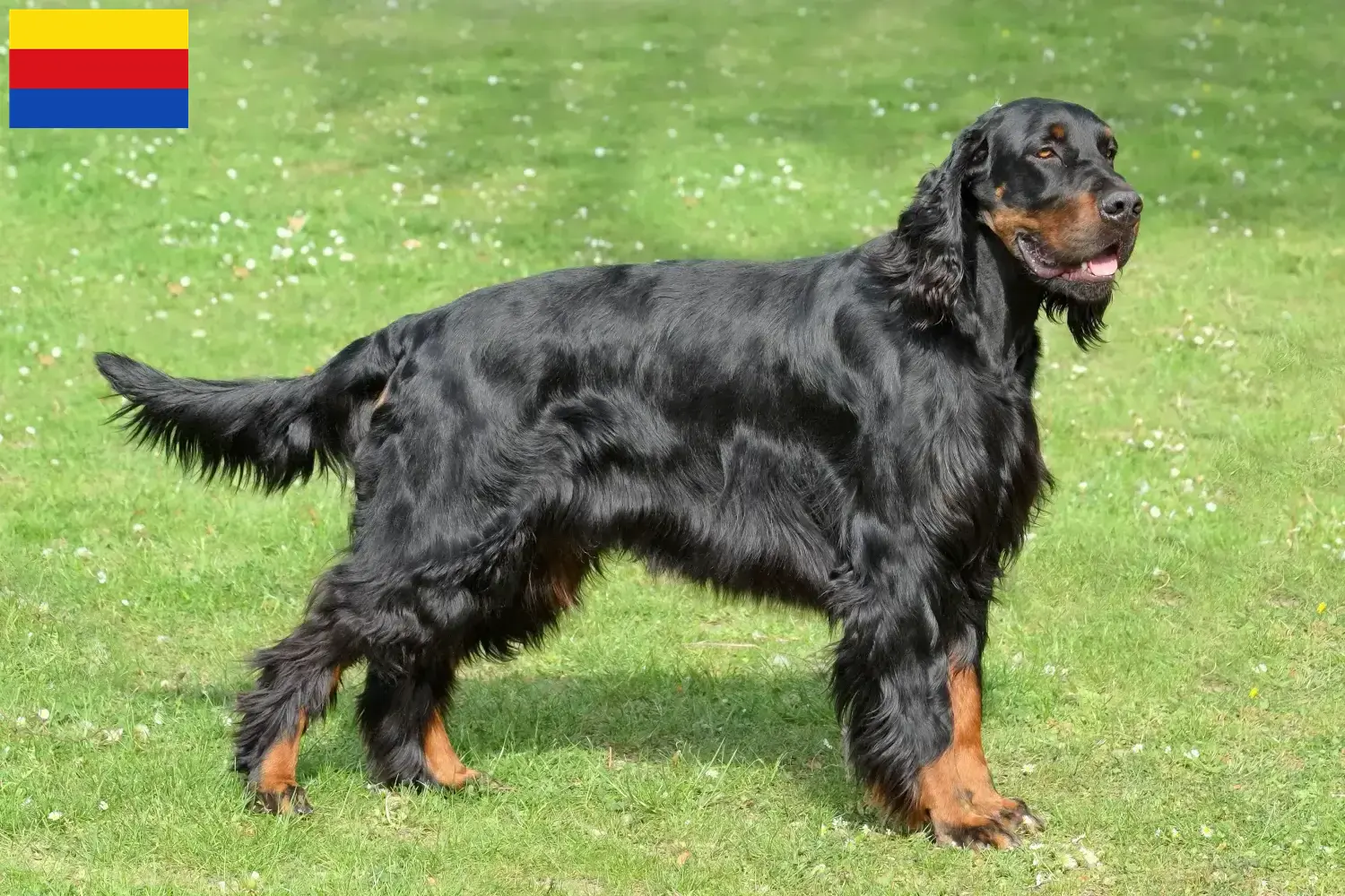 Read more about the article Gordon Setter breeders and puppies in North Holland