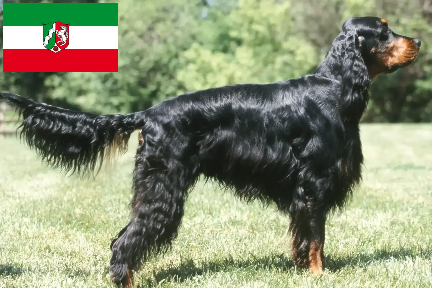 Read more about the article Gordon Setter breeders and puppies in North Rhine-Westphalia