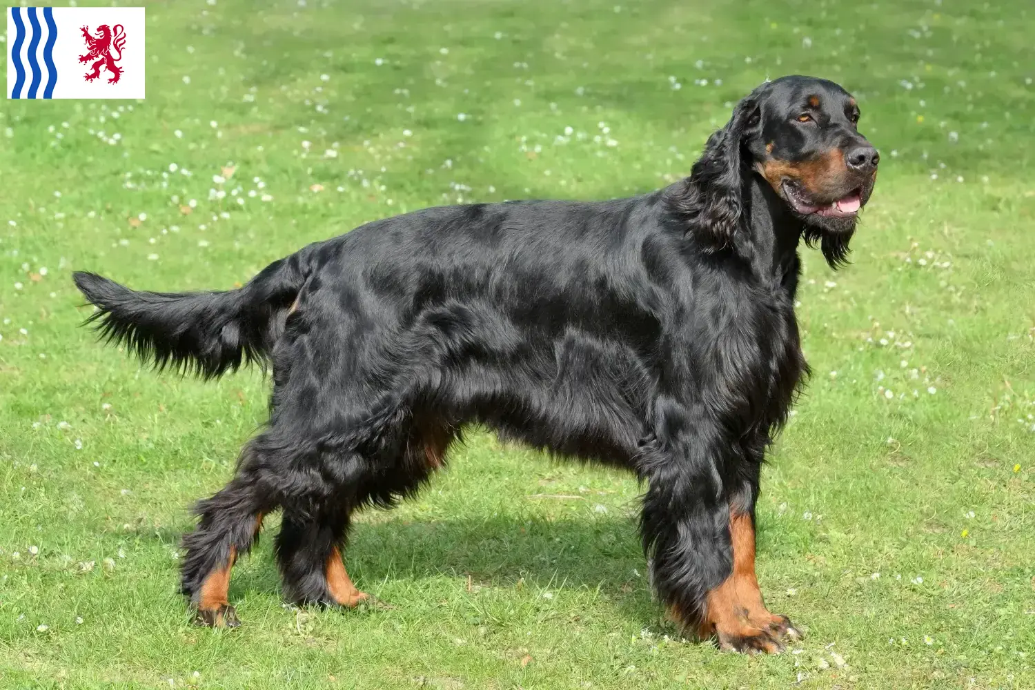 Read more about the article Gordon Setter breeders and puppies in Nouvelle-Aquitaine