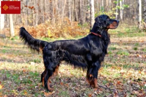 Read more about the article Gordon Setter breeders and puppies in Occitania