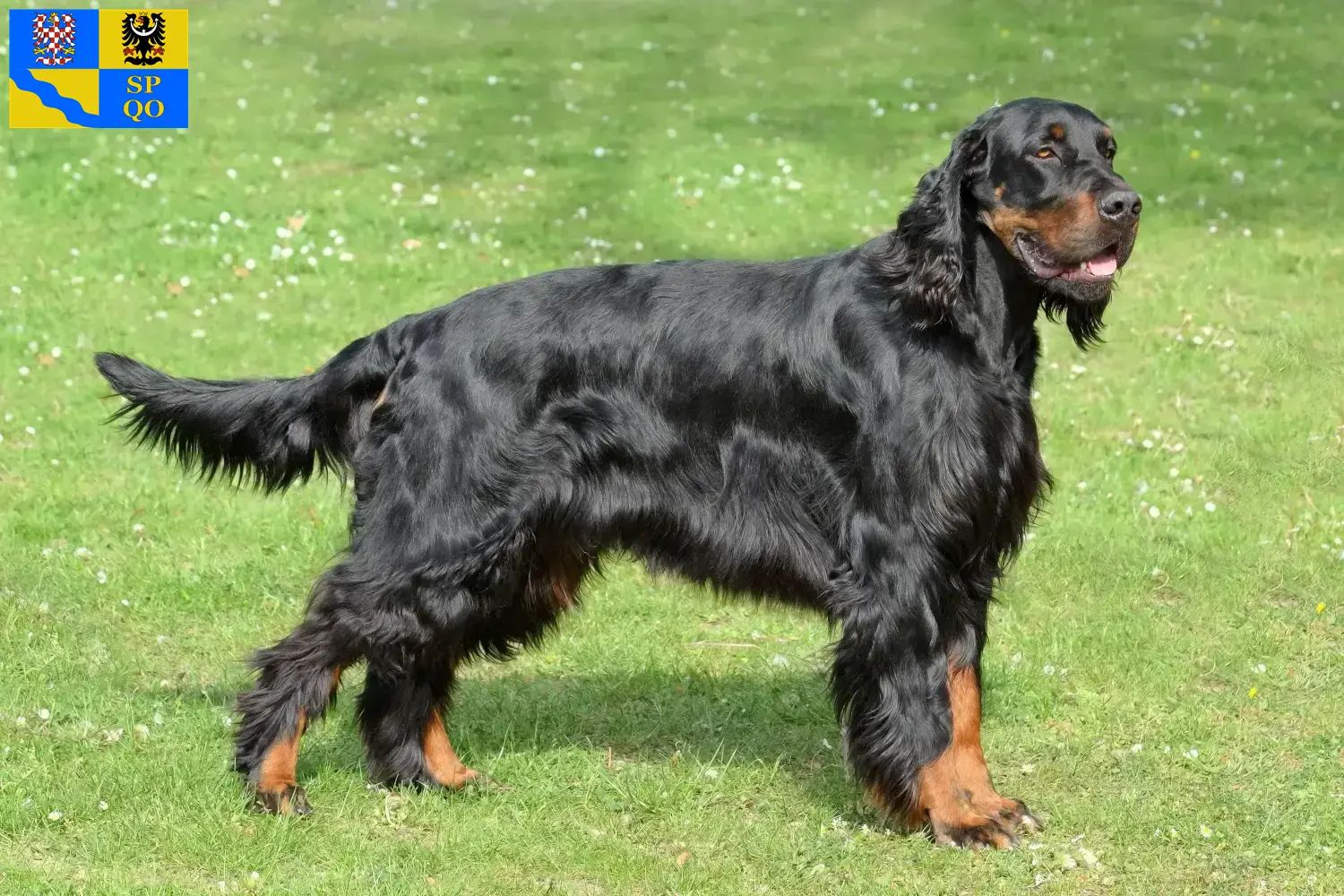 Read more about the article Gordon Setter breeders and puppies in Olomouc