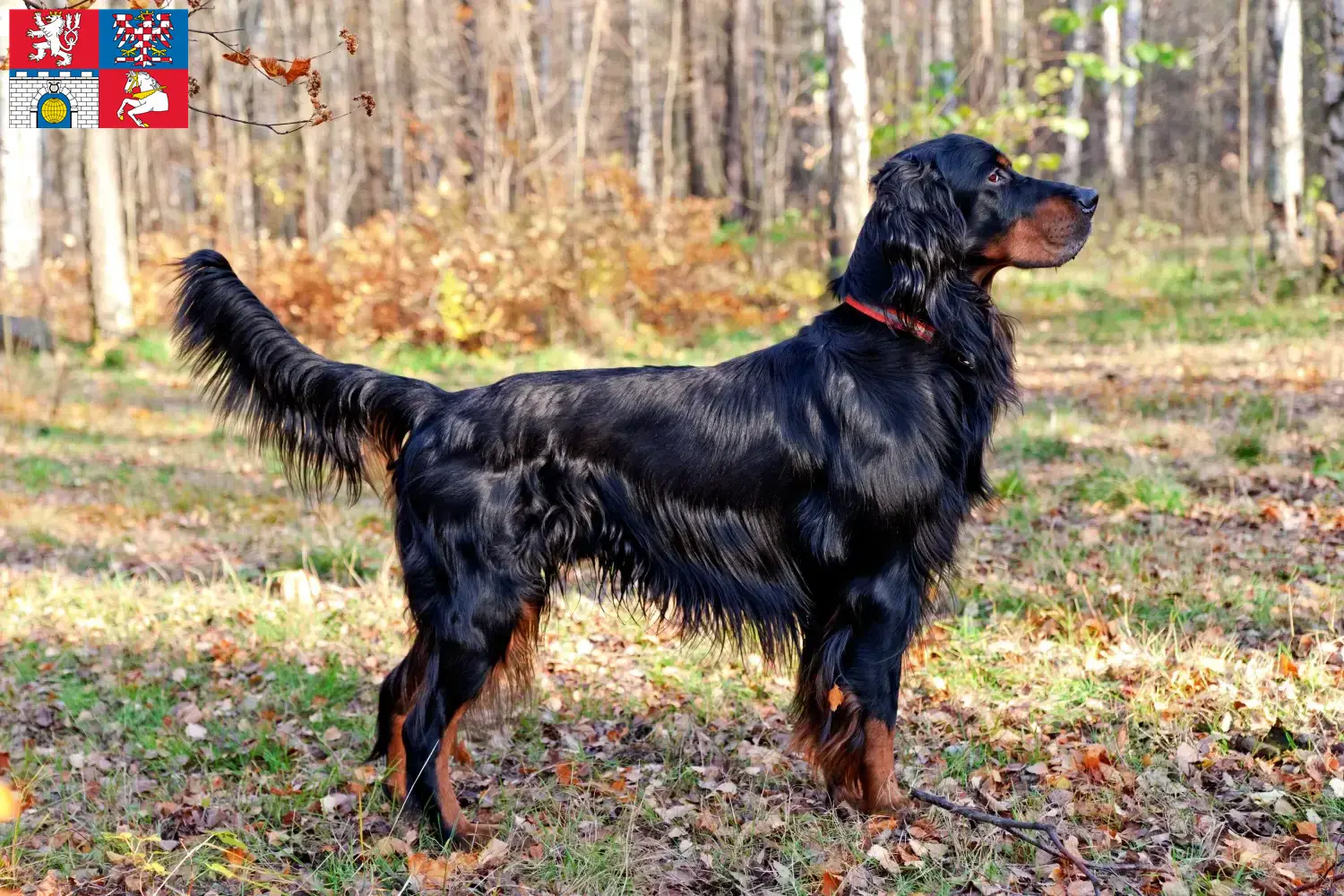 Read more about the article Gordon Setter breeders and puppies in Pardubice