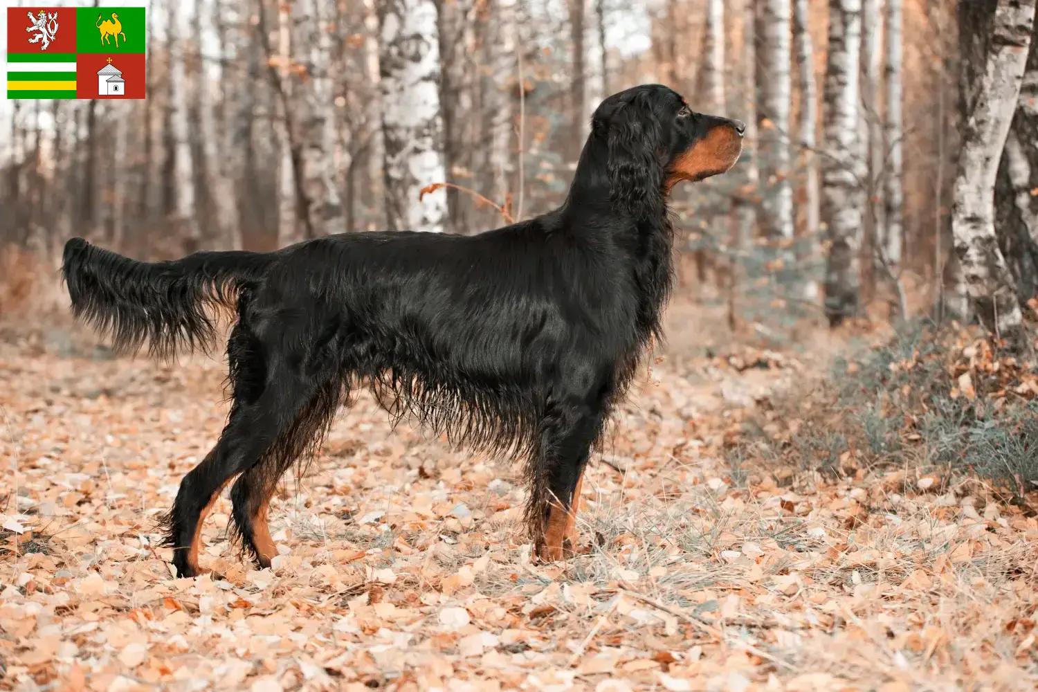 Read more about the article Gordon Setter breeders and puppies in Pilsen