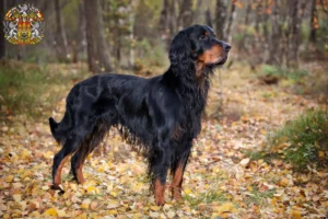 Read more about the article Gordon Setter breeders and puppies in Prague