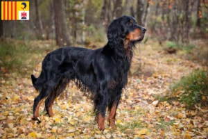 Read more about the article Gordon Setter breeders and puppies in Provence-Alpes-Côte d’Azur