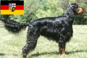 Read more about the article Gordon Setter breeders and puppies in Saarland