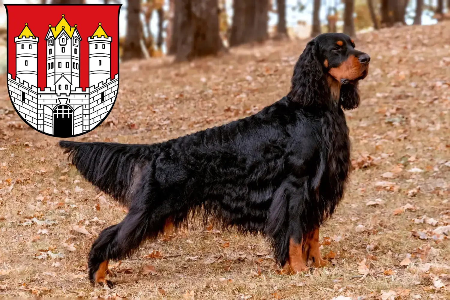 Read more about the article Gordon Setter breeders and puppies in Salzburg