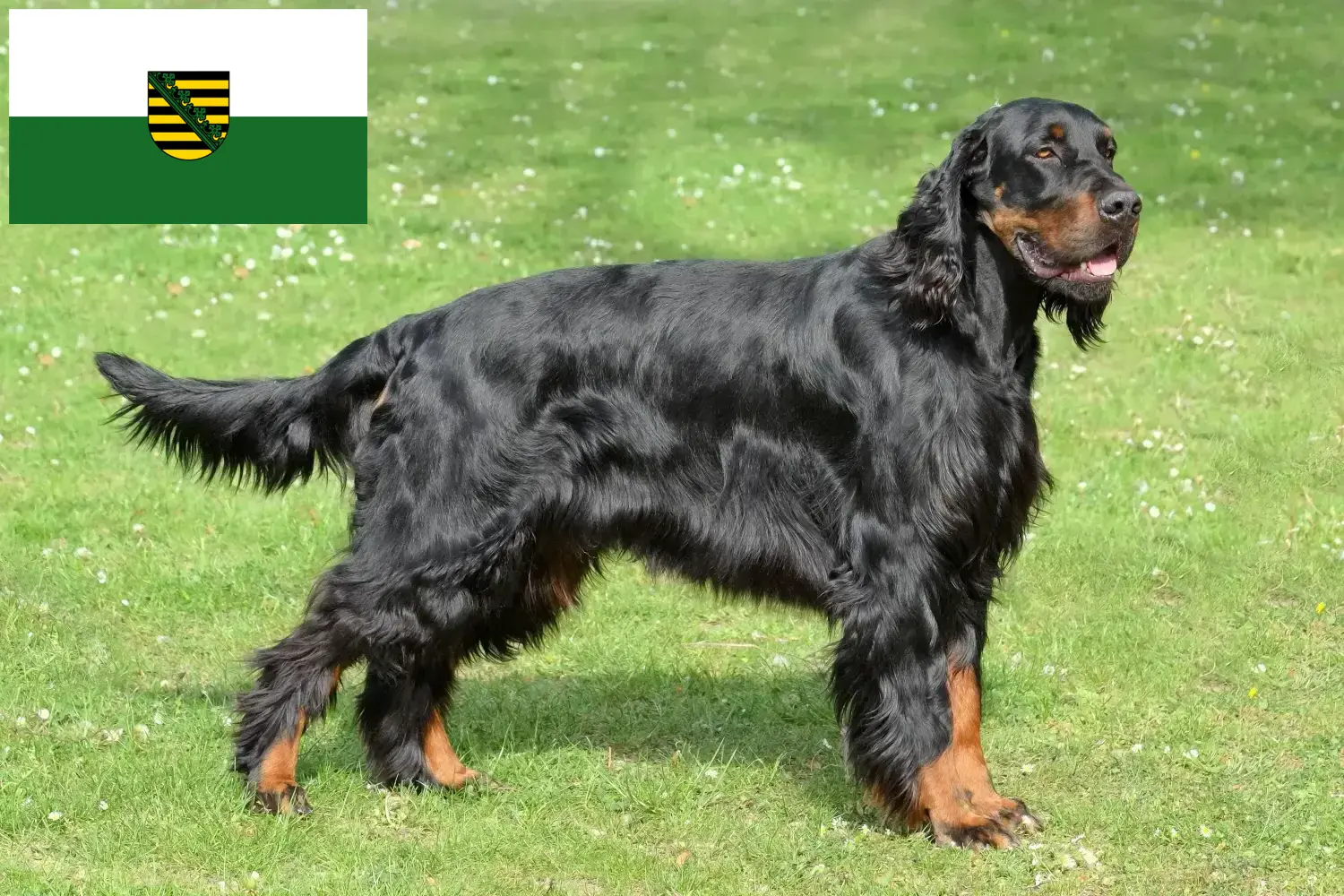 Read more about the article Gordon Setter breeders and puppies in Saxony