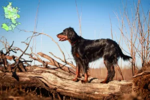 Read more about the article Gordon Setter breeders and puppies in Sjælland