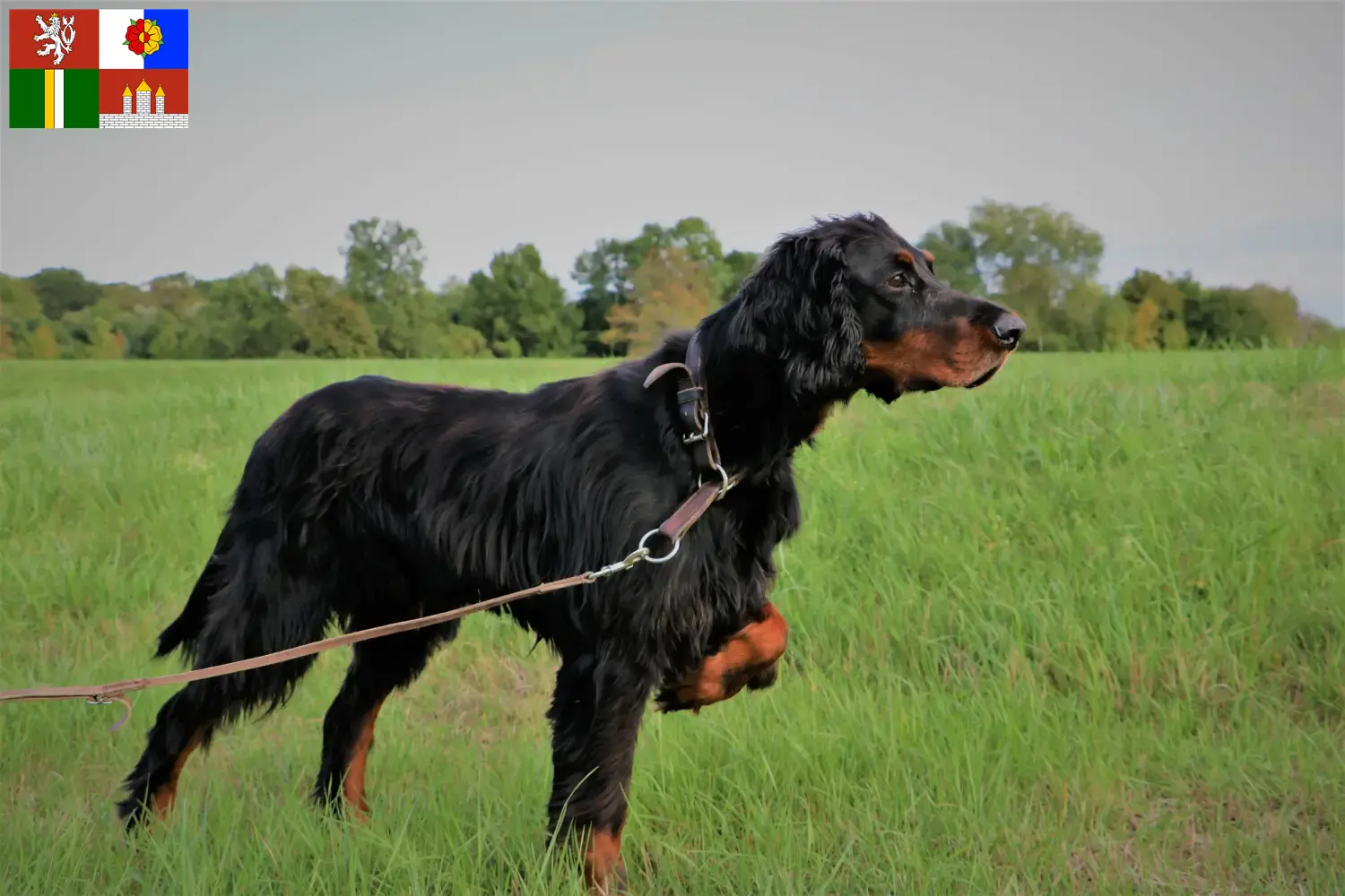 Read more about the article Gordon Setter breeders and puppies in South Bohemia