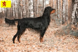 Read more about the article Gordon Setter breeders and puppies in South Holland