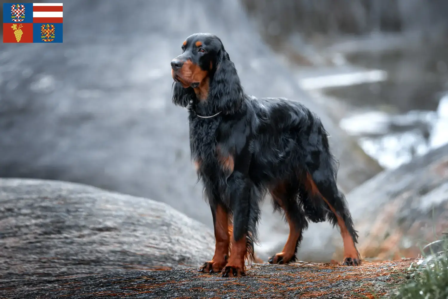 Read more about the article Gordon Setter breeders and puppies in South Moravia