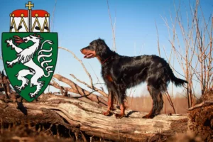 Read more about the article Gordon Setter breeders and puppies in Styria