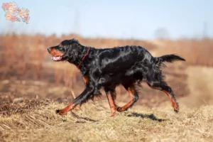 Read more about the article Gordon Setter breeders and puppies in Syddanmark