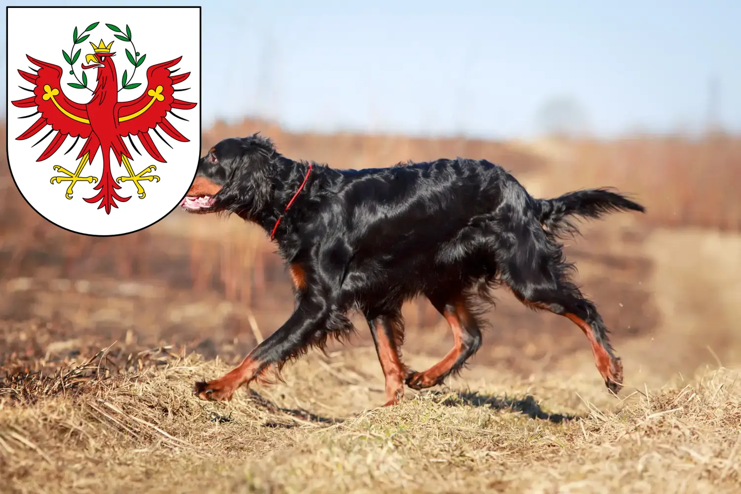 Read more about the article Gordon Setter breeders and puppies in Tirol